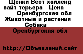 Щенки Вест хайленд вайт терьера › Цена ­ 25 000 - Оренбургская обл. Животные и растения » Собаки   . Оренбургская обл.